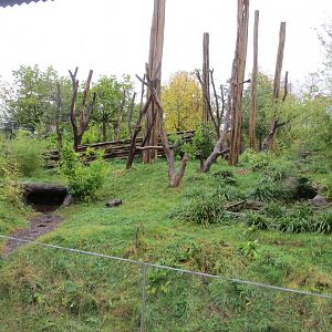 Islands - Malayan sun bear and Binturong exhibit 261019