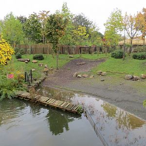Islands - Lowland anoa exhibit 261019