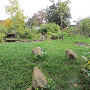 Islands - Sulawesi babirusa exhibit 261019