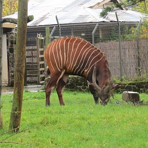 Eastern bongo 261019