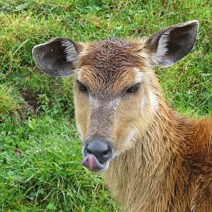 Western sitatunga female 261019