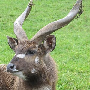 Western sitatunga male 261019