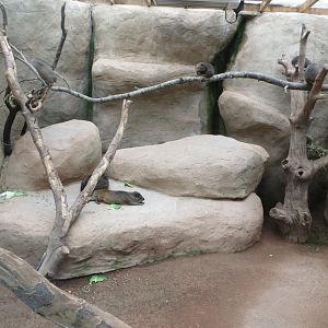 Cape hyrax exhibit 261019
