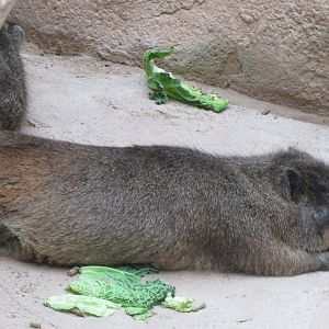 Cape hyrax 261019
