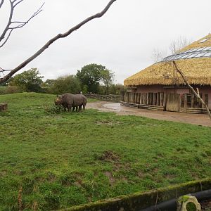 Eastern black rhinoceros exhibit 261019