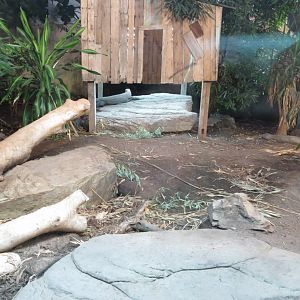 Dragons in Danger - Komodo dragon exhibit 261019