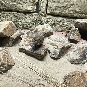 Round-eared elephant shrew exhibit 261019