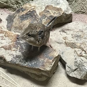 Round-eared elephant shrew 261019