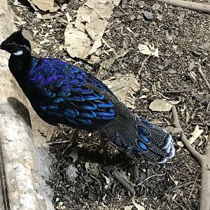 Tropical Realm - Palawan peacock-pheasant 261019