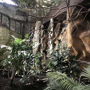 Tropical Realm - Visayan hornbill aviary 261019