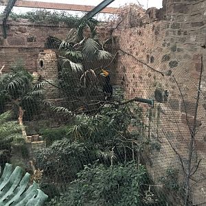 Tropical Realm - Javan rhinoceros hornbill exhibit 261019