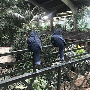 Tropical Realm - Victoria crowned-pigeons 261019