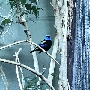 Tropical Realm - Blue-necked tanager 261019