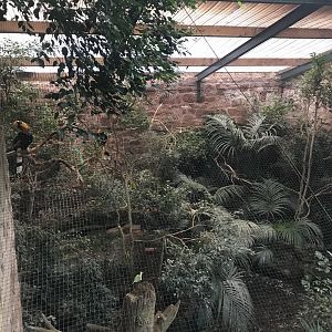 Tropical Realm - Great hornbill aviary 261019