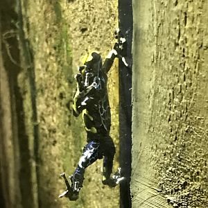 Tropical Realm - Dyeing dart frog 261019