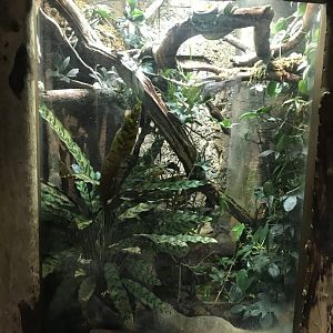Tropical Realm - Emerald tree boa exhibit 261019