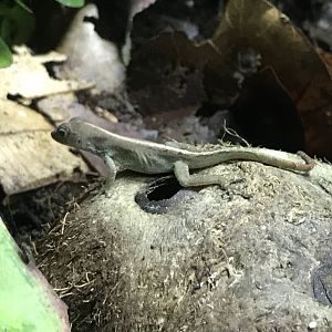Tropical Realm - Anole species - ID please? 261019