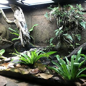 Tropical Realm - Golden mantella exhibit 261019
