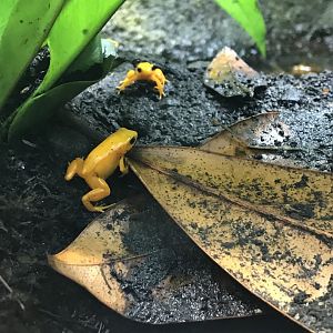 Tropical Realm - Golden mantellas 261019