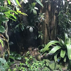 Tropical Realm - Blue poison dart frog exhibit 261019