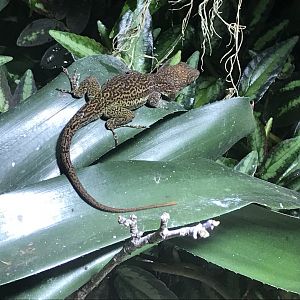 Tropical Realm - Leach's anole 261019