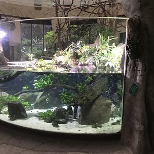 Spirit of the Jaguar - aquarium exhibit 261019