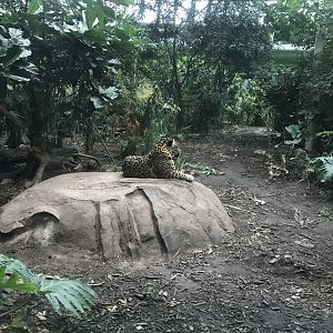 Spirit of the Jaguar - Jaguar exhibit indoors 261019