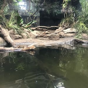 Giant otter indoor viewing 261019
