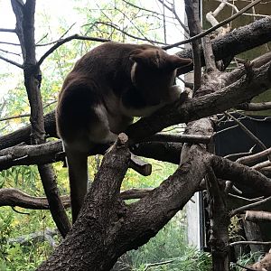 Islands - Goodfellow's tree-kangaroo 261019