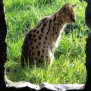 Serval 101119