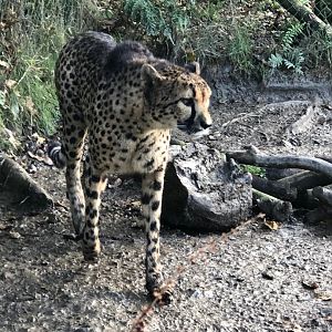 Cheetah 101119