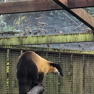 Northern yellow-throated marten 101119