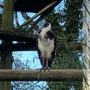 Straw-necked ibis 101119