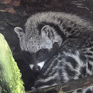 African civet 101119