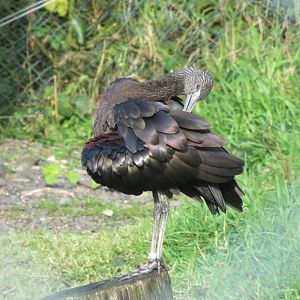 Glossy ibis 101119