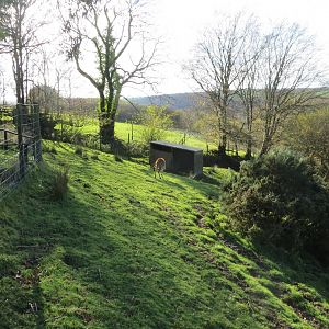 Top area of Western sitatunga exhibit 101119