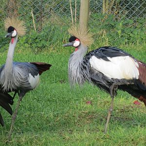 Grey crowned-cranes 101119