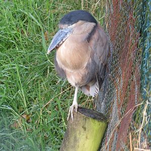Honduran boat-billed heron 101119
