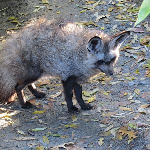 South African bat-eared fox 101119