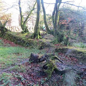 Bush dog exhibit 101119