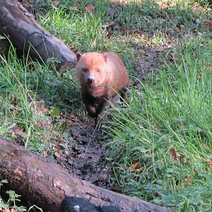 Bush dog 101119