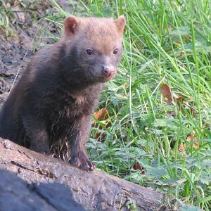 Bush dog juvenile 101119