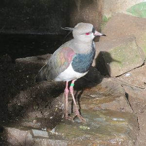 Southern lapwing 101119