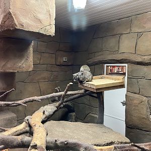 Arabian rock hyraxes 101119