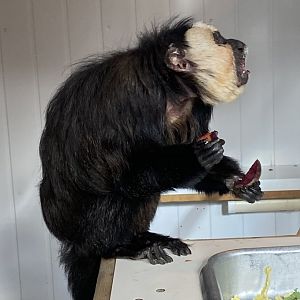 White-faced saki 101119