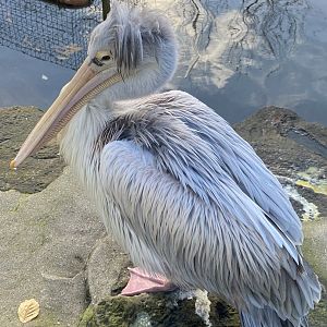 Pink-backed pelican 101119
