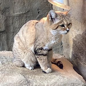 Arabian sand cat 101119