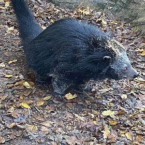 Binturong 101119