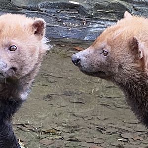 Bush dogs 101119