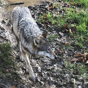 Wolf 101116